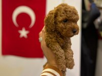 TOY POODLE BEBEĞİMİZ