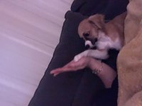 8 aylık köpeğimiz acil sahiplenme