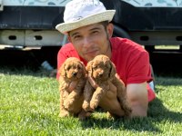 Maltipoo yavrularımız çiftliğimizden