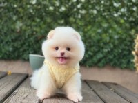 SAĞLIK VE IRK GARANTİLİ POMERANİAN KÖPEĞİ
