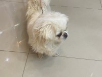 Pamuk gibi pekinez tam ev için wc eğitimi