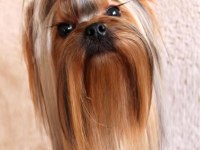 Yorkshire Terrier Yavrularım FCİ KİF ŞECERE EVRAKLI