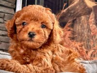 Toy poodle red brown