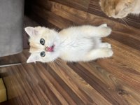 Golden British Shorthair Yavrular