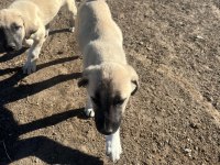 Yeni Doğmuş Kangal Yavruları