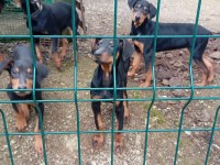 Üç Aylık Irk Ve Sağlık Garanti Doberman Yavrularımız