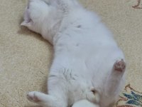Koca kafa British Longhair Behlül