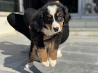 Yarışma düzeyinde bernese yavrularımız 