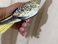 48 GÜNLÜK PEARL BEBEK SULTAN PAPAĞANI