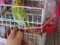 Ücretsiz sahiplendirme muhabbet kuşumuz