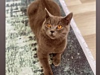 British shorthair kedim