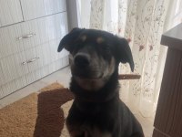 Köpeğimizi acil sahiplendiriyoruz