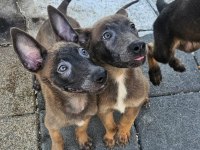 Belçika malinois