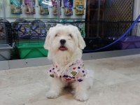 Maltese terrier köpeği