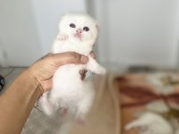 Safkan british shorthair kedimiz