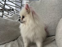 Pomeranian Boo Dişi 1,5 Yaşında