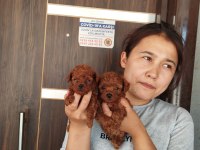 Sevgi dolu ailelerimiz için poodle bebekler