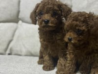 Sevimli Poodle Yavrular 