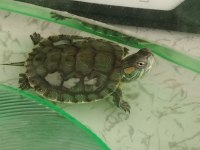 Bebek su kaplumbağası