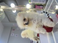 Micro boy pomeranian boo