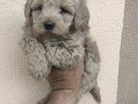 MALTİPOO YAVRULAR