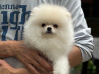 Saf 3 Aylık Yavru Pomeranian Beyaz