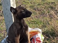 GELENİ ÜZMEM orjinal safkan belçika kurdu