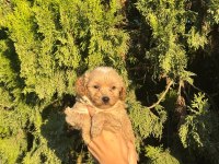 Oyuncu ve sevimli maltipoo