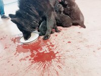 Solid black siyah alman çoban köpeği üst düzey bir yavru