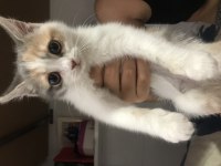 Chinchilla tekir melezi
