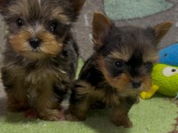 Egzotik Yorkshire Terrier Merle Desen