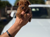 Büyümeyen Aşılı Wc Eğitimli Premıum Toy Poodle