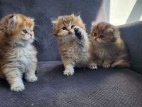 Safkan British Longhair Yavrular
