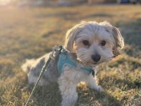 Morkie eğitimi havlama huyu yok