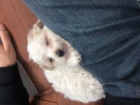 Maltipoo bebekler