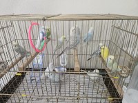 Muhabbet kuşları 3 aylık