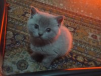 British Shorthair 3 Yavrumuza Yeni Sahip