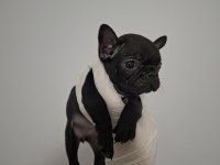 ÜST KALİTE DİŞİ FRENCH BULLDOG YAVRUMUZ