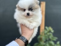 Sağlık Ve Irk Garantili Pomeranian Yavrumuz