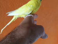 Erkek muhabbet kuşu