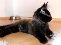 Safkan şecereli dev cüsseli Maine Coon erkek