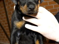 DEV GİBİ EUROPEN DOBERMAN YAVRULAR