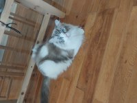 Ragdoll erkek 4 yaşında kısır şecereli