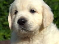 Golden Retriever Yavrular İçin Ulaşabilirsiniz