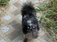Pomeranian mavi gözlü