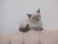 Kaliteli tatlı british shorthair yavrular
