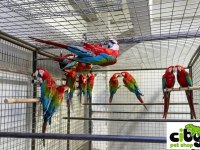 ÇİPLİ BELGELİ SARI VE KIRMIZI MACAWLAR