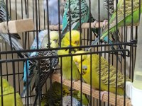 Show jumbo muhabbet kuşu