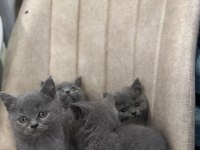 A Kalite Top Kafa British Shorthair Yavrular