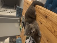 Ücretsiz british shorthair kedisi